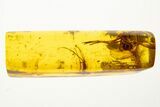 Fossil Predatory Snipe Fly & Hairy Fungus Beetle In Baltic Amber #330610-2